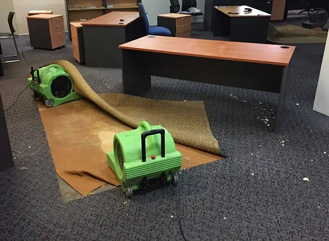Wet office carpet pulled back with an air mover drying a commercial space